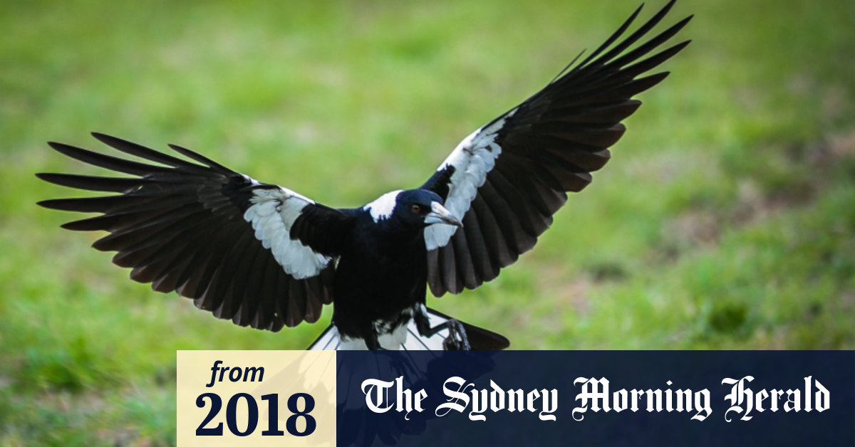 The perils of magpie swooping season and a bird called Special